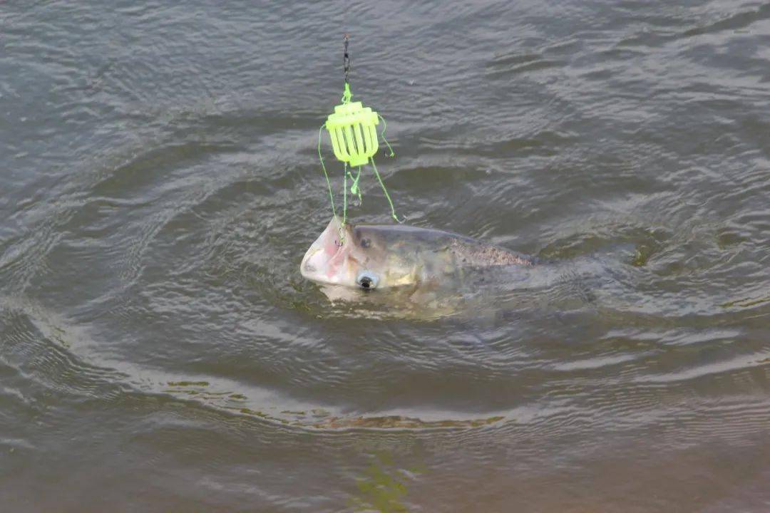 夏季野钓鲢鳙熟悉这6点会让你连竿不断