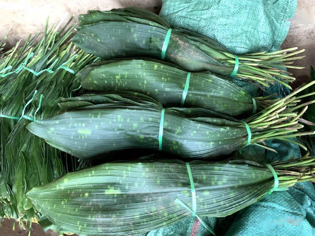 这里环境好,无污染,粽叶质量好,我们把收购来的粽叶拉往攀枝花销售,用