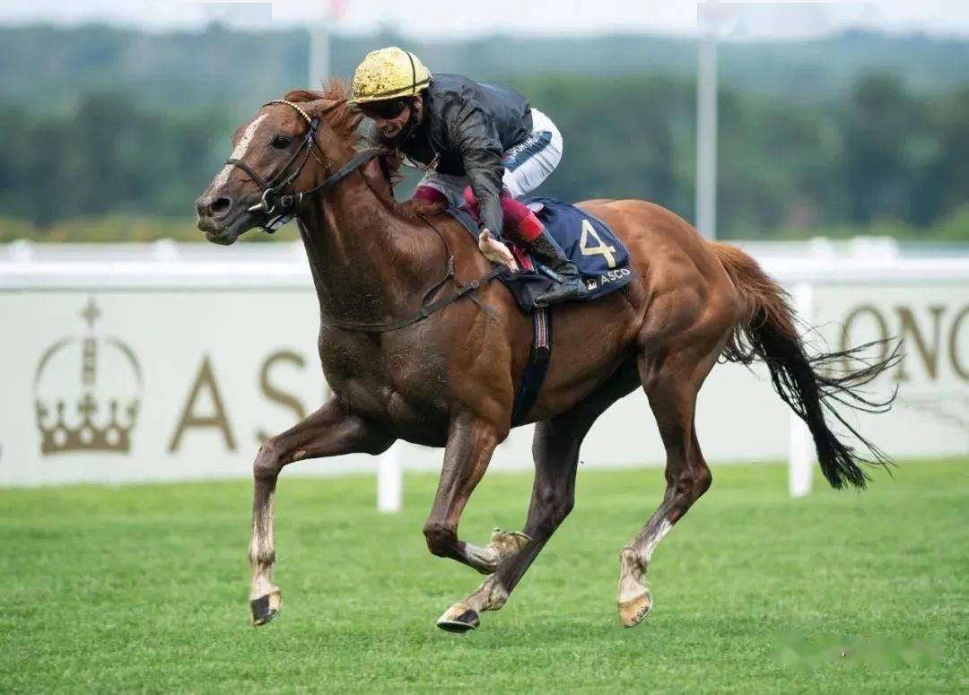 【骑师】全球最佳骑师榜:莫雅戴图理力追香港双雄