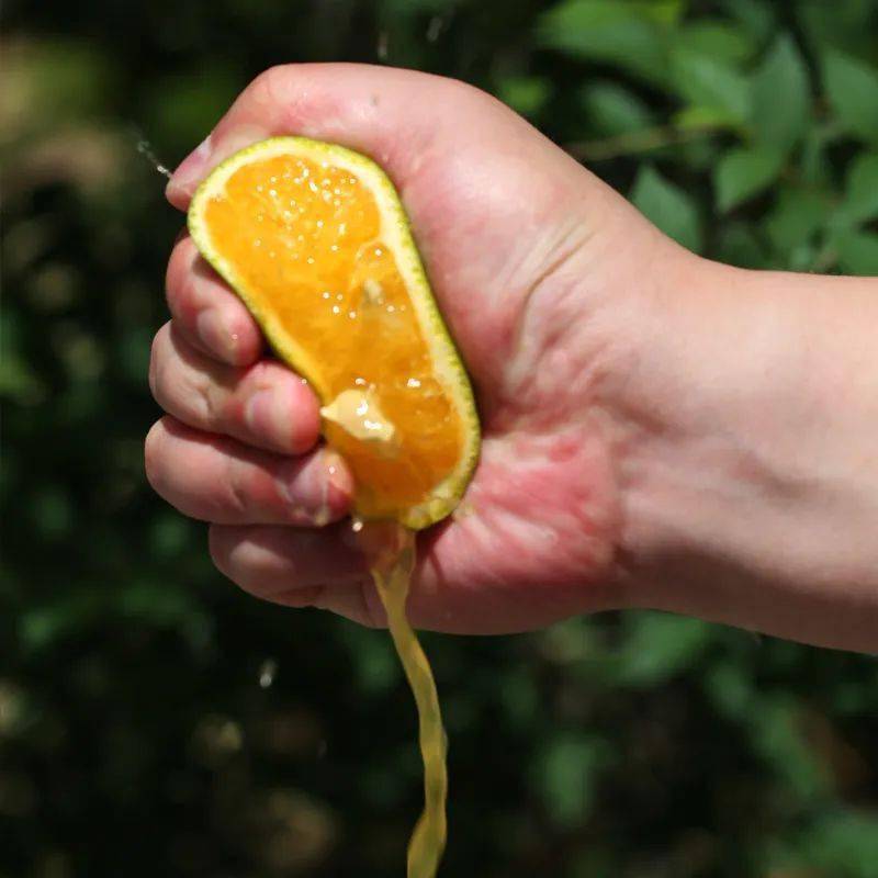 19.9起秒杀5斤湖北秭归夏橙,快来一口维c!