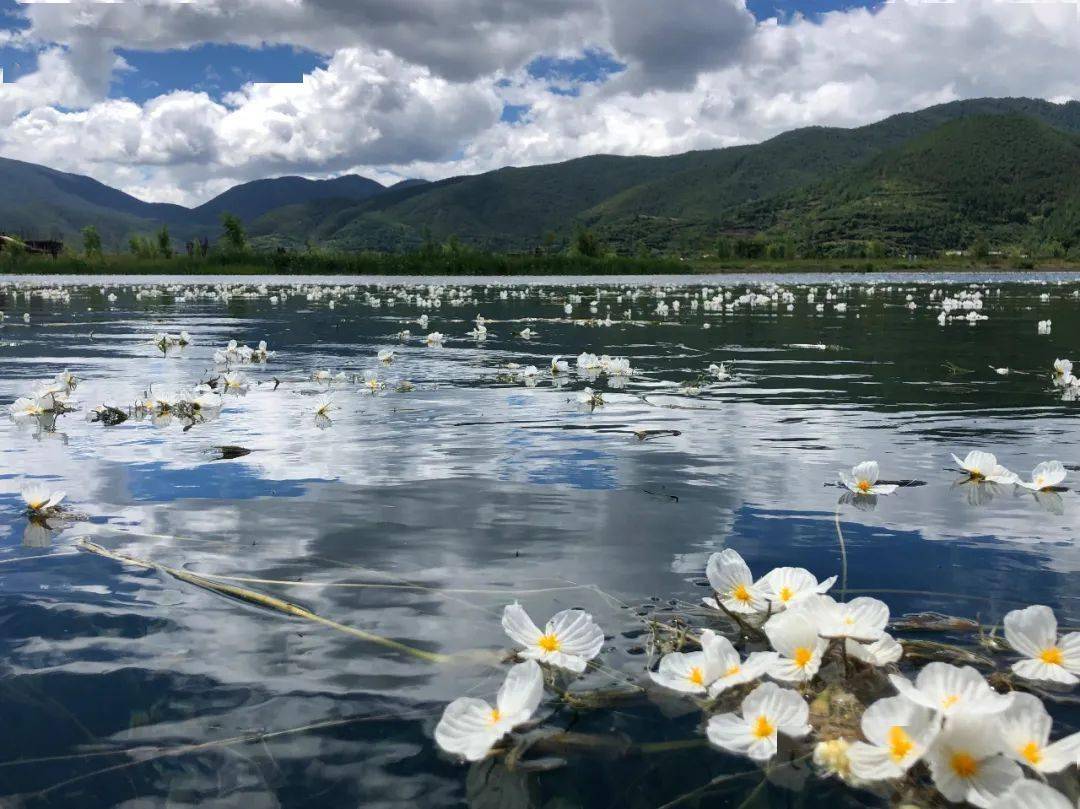 【行摄云南】白色海菜花绽放泸沽湖