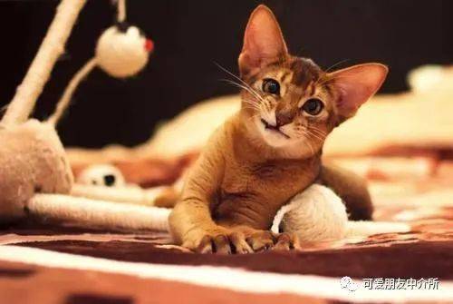 阿比西尼亚猫有着楔形的脸蛋,大而尖的耳朵,呈杏仁状的双眼,眼睛的