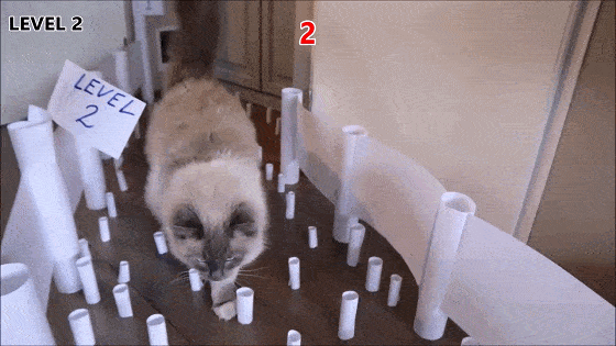 【视频】猫咪障碍挑战赛——穿越纸筒丛林