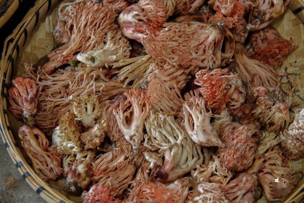 15块一公斤竟然还有这么便宜的野生菌木水花野生菌交易市场实录