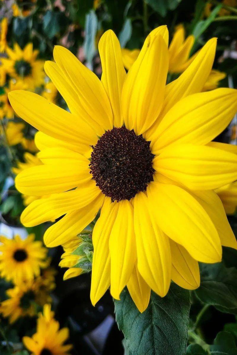 三星galaxy s20 ultra智能拍照手机真机实拍样片