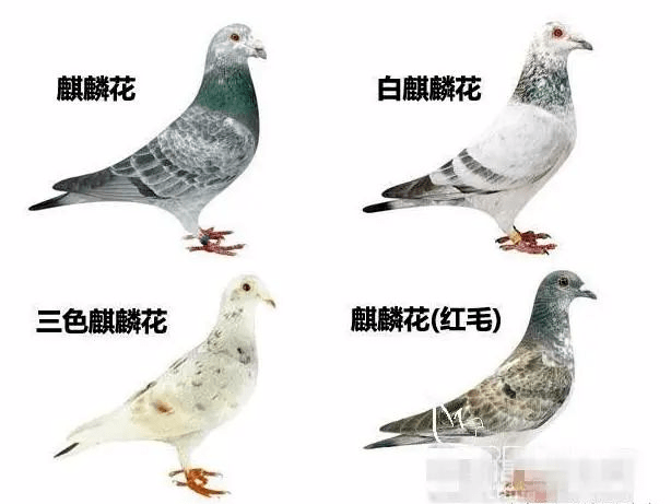 鸽子品种图片及名字图片