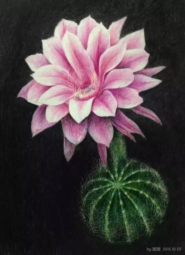 教程彩铅花卉仙人球开花啦