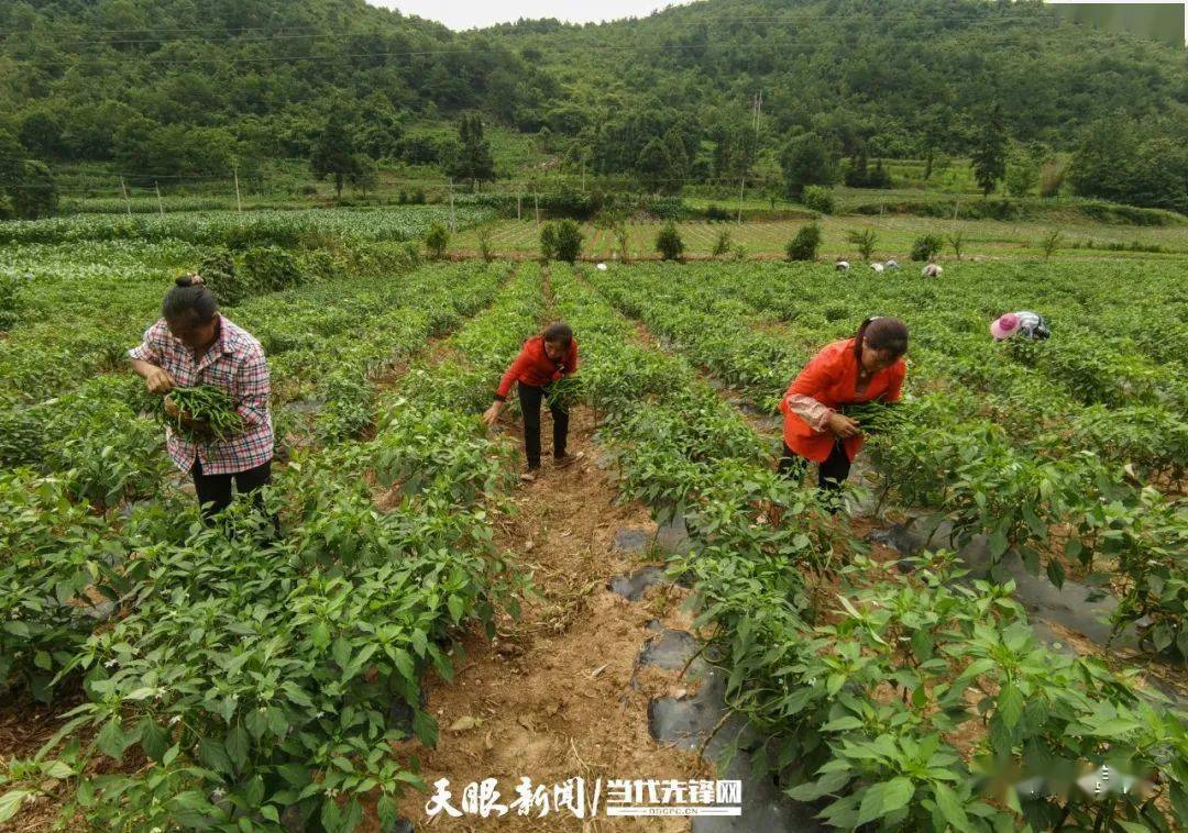 6月28日,畢節市黔西縣協和鎮愛國村的辣椒種植基地裡,28名工人在採收