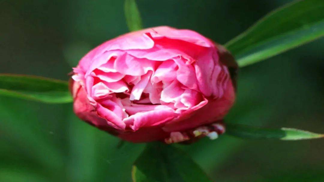 康家集乡|赵玲萍编辑|任新成责编|赵建民 杨 阳编审|谭明强总编|边