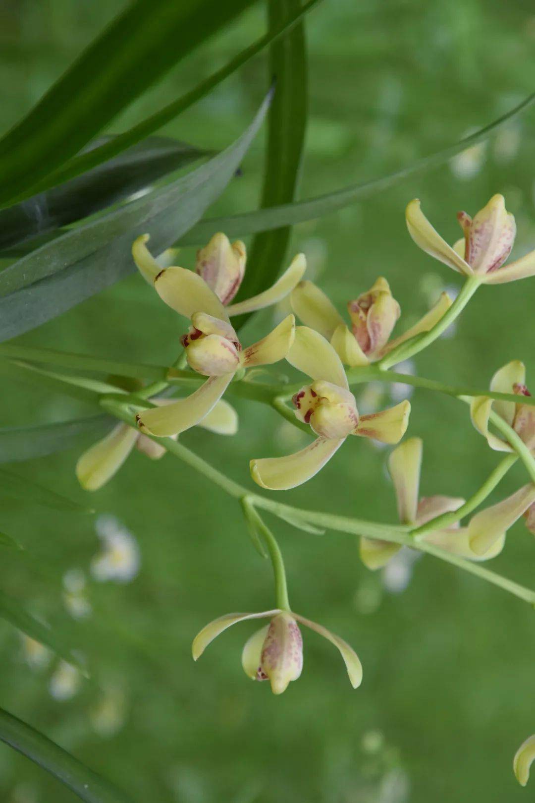 窗台的兰花又开了,带着幽香而来