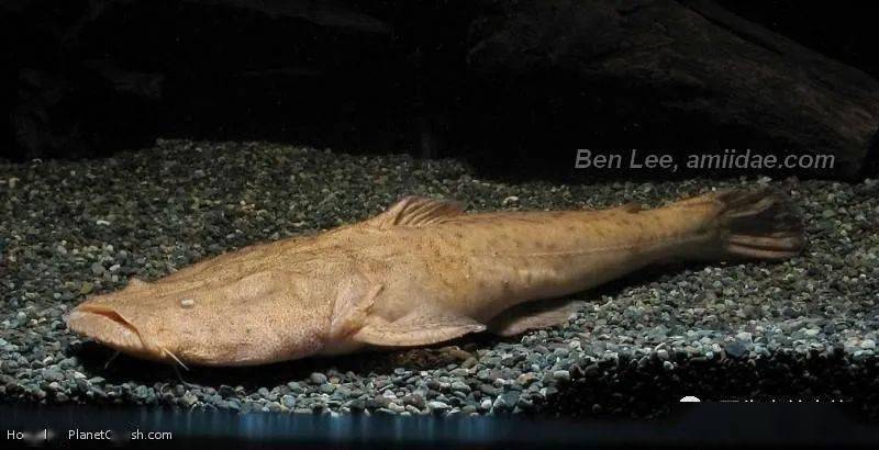 每天认识一种南美鱼79帝王鲸