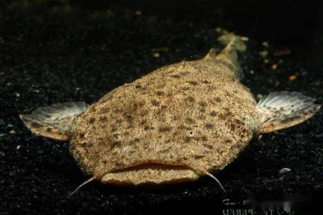 每天认识一种南美鱼79帝王鲸