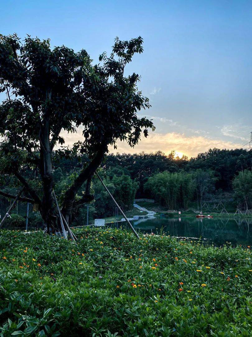 星空飞廊,原始松林.成都这座森系巨型公园,景美人真少