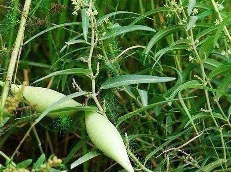 农村人叫"羊角瓜",一到夏天就去山上摘,味道非常好,你吃过吗?