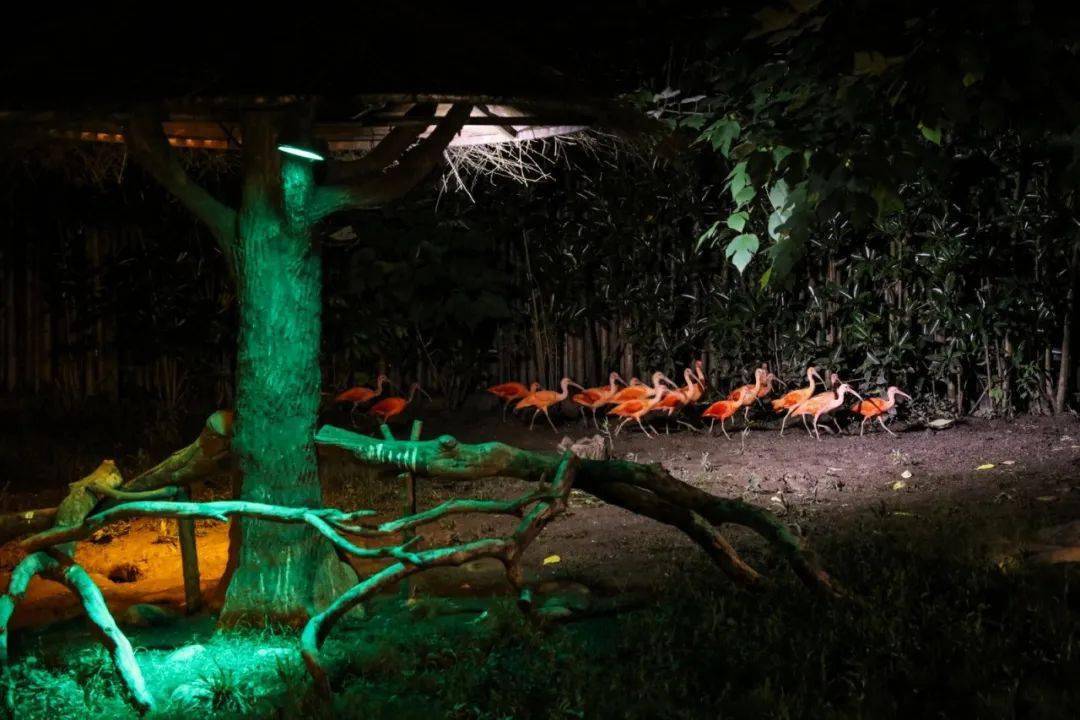 上海野生动物园"动物园奇妙夜"火热启动!