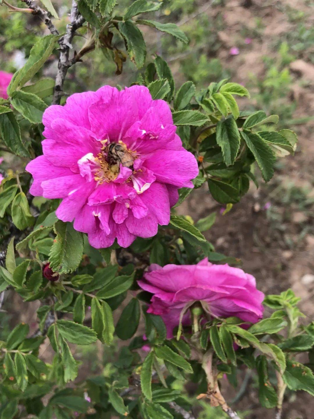在香飘四溢的玫瑰丛中度过了难忘的一天来到了妙峰山玫瑰谷我们带着