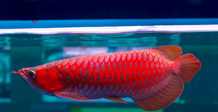 华丽转身,神龙摆尾!龙鱼体形保持指南来啦