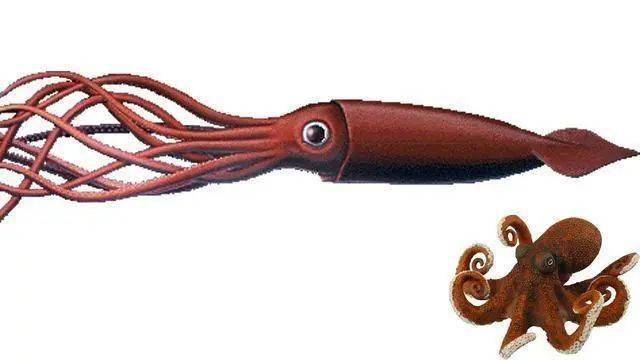 我派举荐强者两名:篮球眼大王酸浆鱿,村唯希变色小章鱼软体动物门