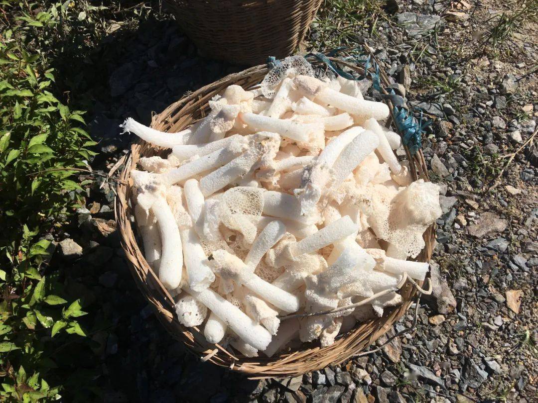 做行动派 促大变样|"雪裙仙子"喊你来九龙山乡城上村