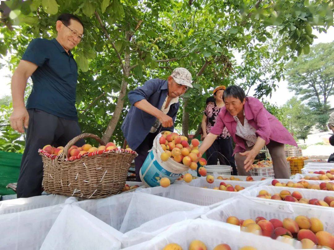 南部山区最后一批杏熟了红得像一位历史名人的脸20天内可采摘