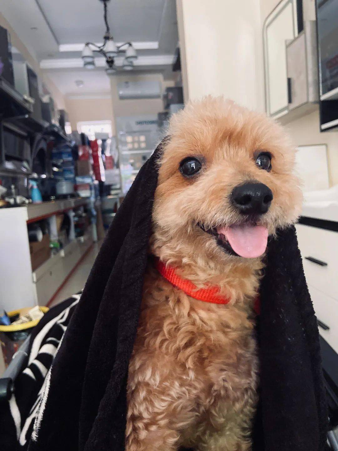 千元寻狗宝鸡市雍州镇三县寺村丢失泰迪犬一只