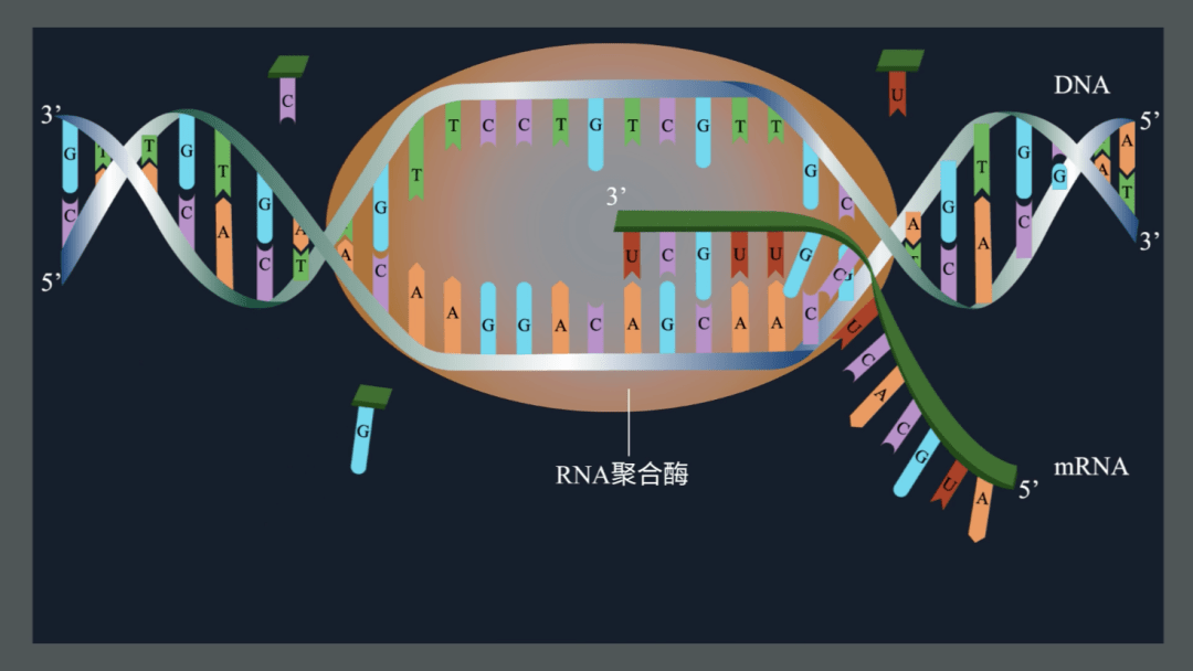 就会与编码这个蛋白质的dna片段结合,解开双链,并将与模板链配对的