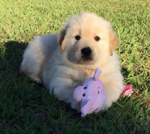 其实,每只金毛小时候都是"忧郁王子".