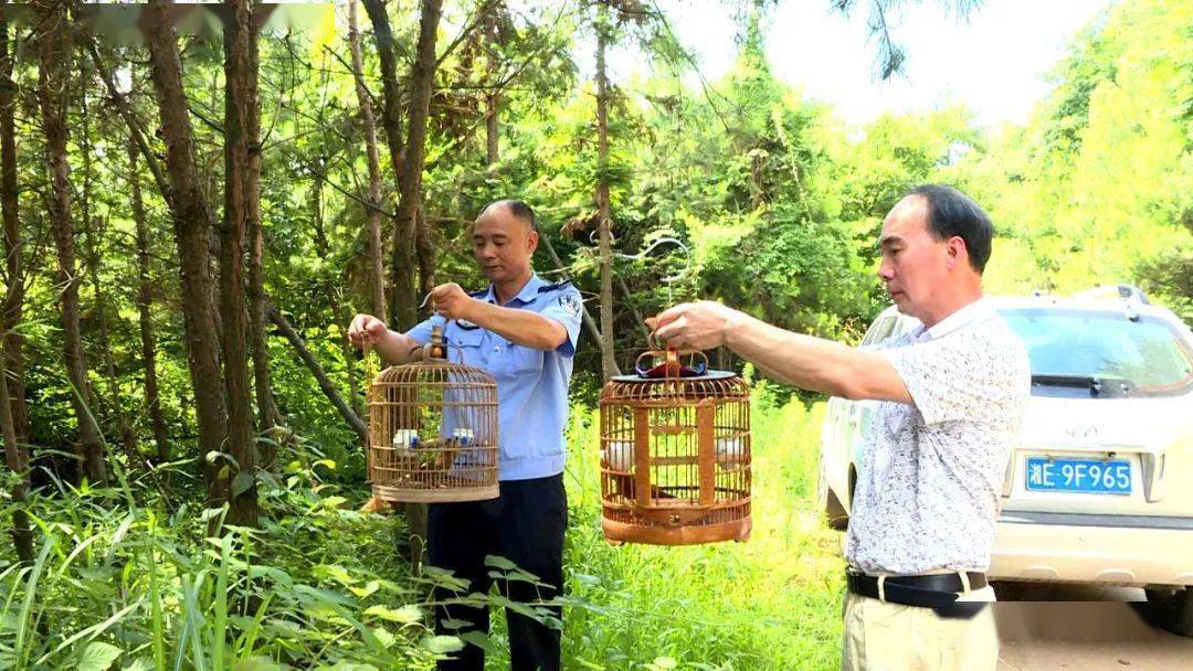 被捕野生画眉鸟重返蓝天