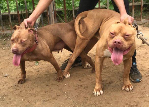 无法自身繁殖的美国猛犬,中国却随处可见,血统成疑,禁止出口_班道戈