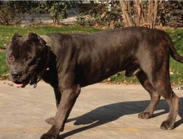 人是不会透露出来的,因为班道戈犬的外形有些与美国当地的比特犬相似