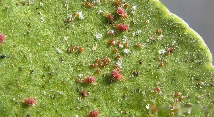 夏季管理重点是防热害