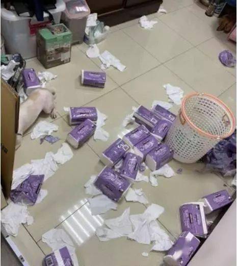 开门看到满地卫生纸!4只屁孩玩起躲猫猫,主人傻:清蒸还是红烧
