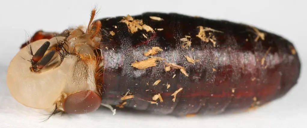 教您灭苍蝇杜绝成为大蝇家