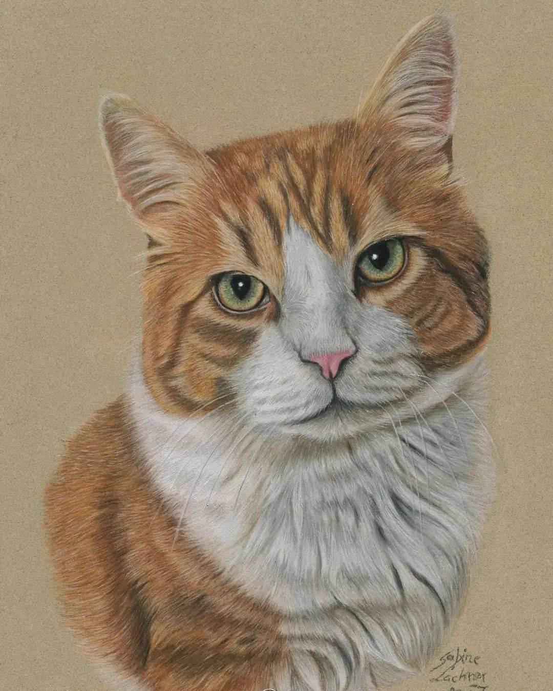 动物类写实彩铅手绘