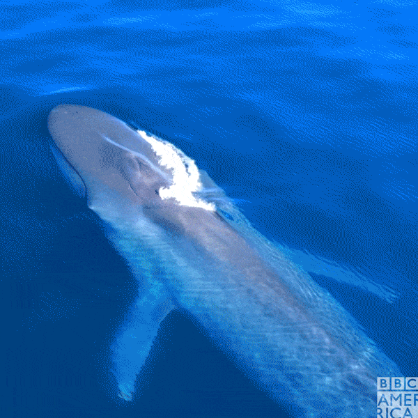 鲸鱼壁纸动态图片