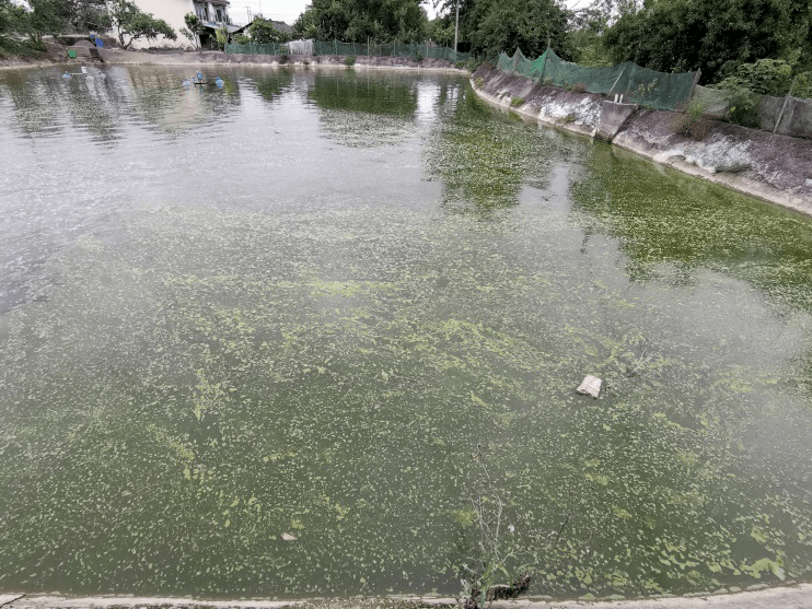 高温季节池塘油膜重视起来