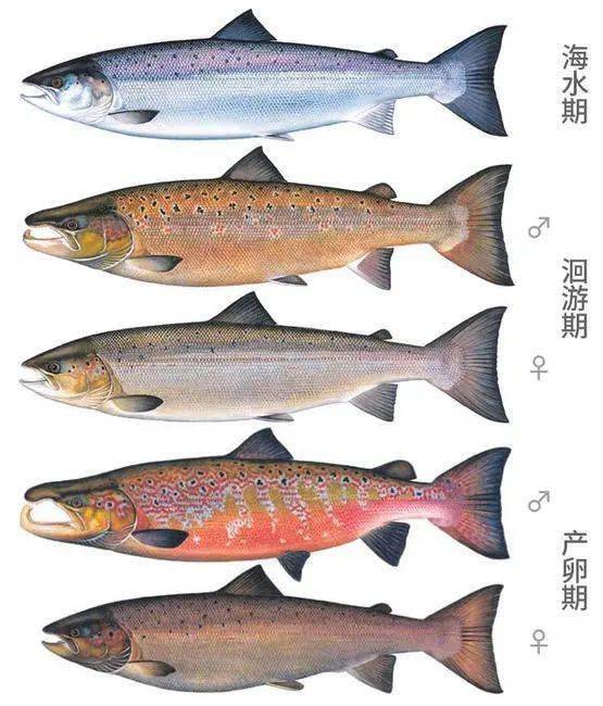 太平洋鲑鱼分类图片