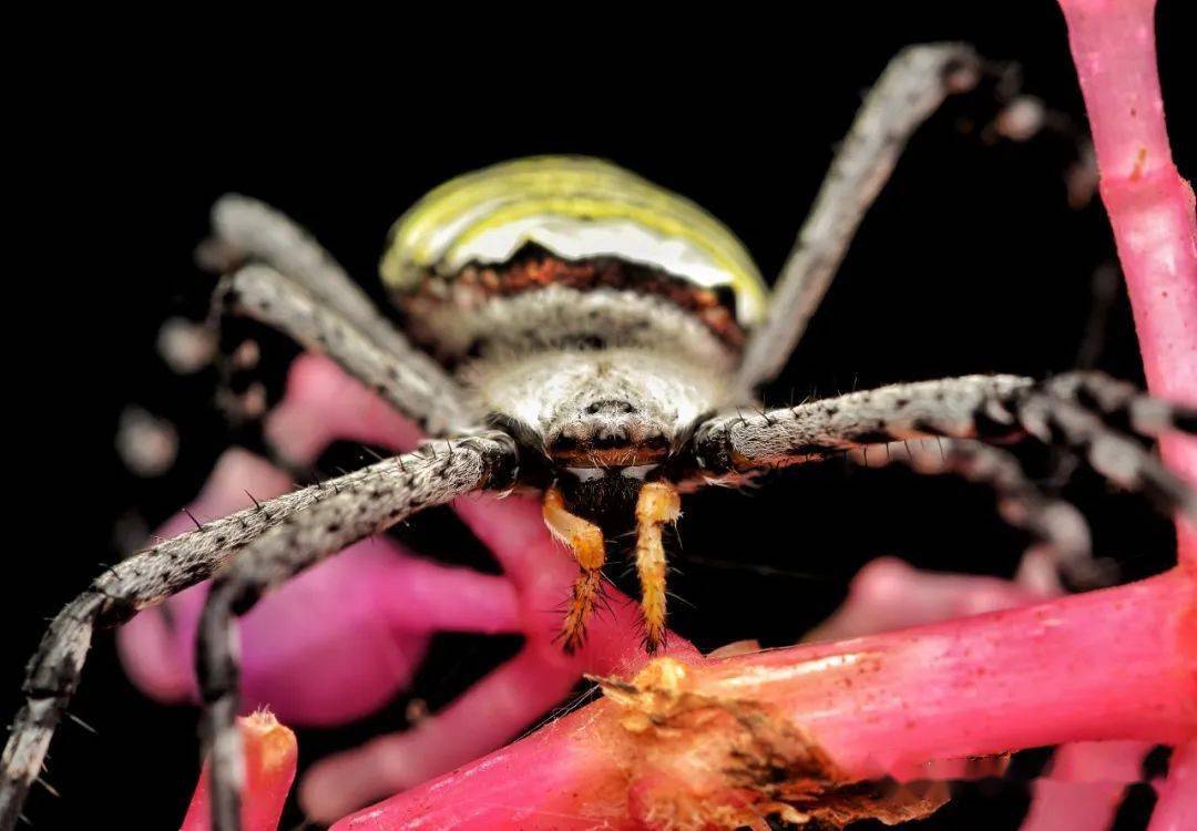 物种图册-好胜金蛛_aemula