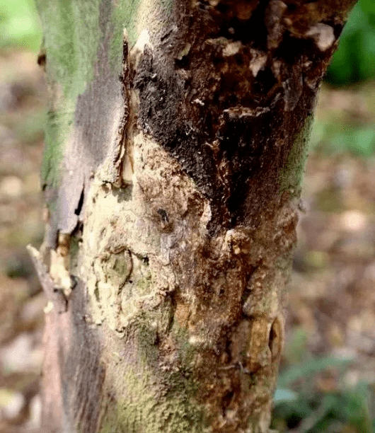 柑橘爆皮虫如何防治注意作好橘树抗旱工作