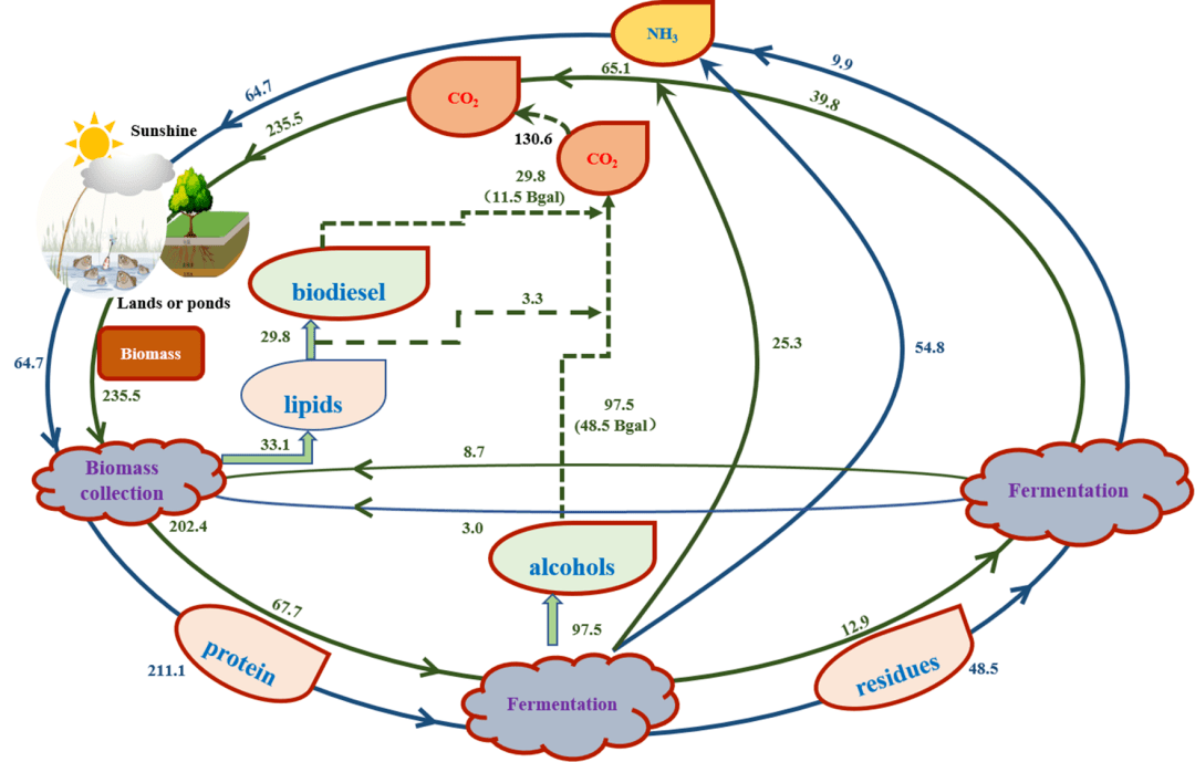 亮点文章蛋白源生物质的绿色生物转化