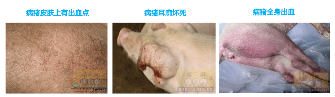 猪附红细胞体病PPT图片