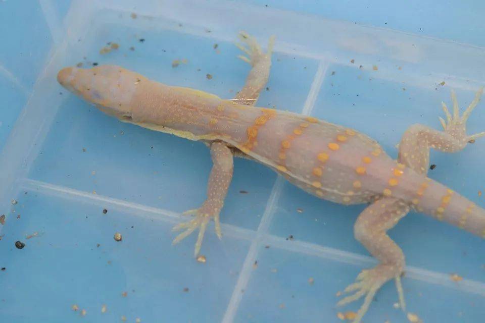 全球首例人工孵化白化泽巨蜥绝对是你难以抗拒的网红美味