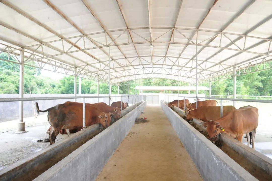 于2019年底由陆川县农业农村局利用中央专项扶贫资金投资100万元建设