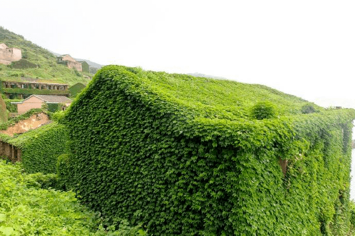 当植物爬上房屋,空调羞愧得无影踪.