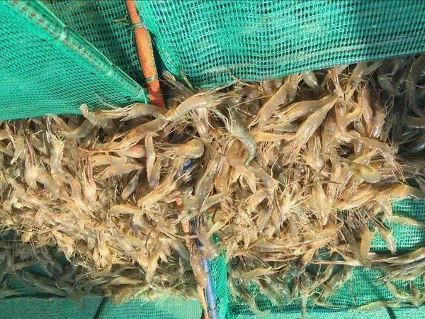 小众品种也有春天青虾产量价格较为稳定想要养好它绿色生态养殖模式不