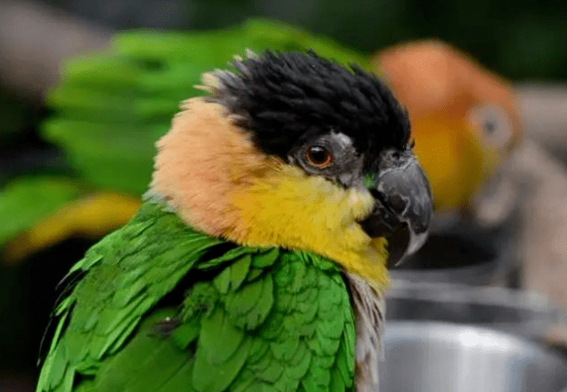[鸟友汇鹦鹉俱乐部]关于黑头鹦鹉你了解多少