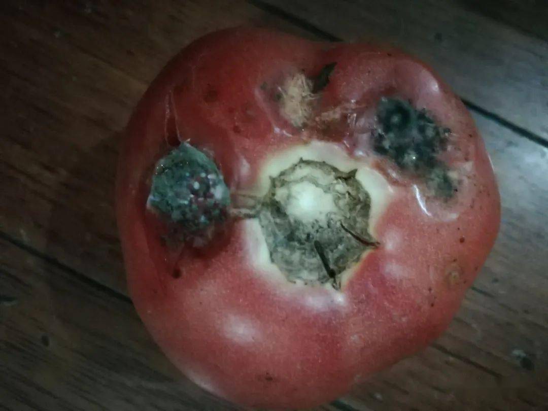 果实稍有破损的番茄,存放一周,出现黑色霉斑.