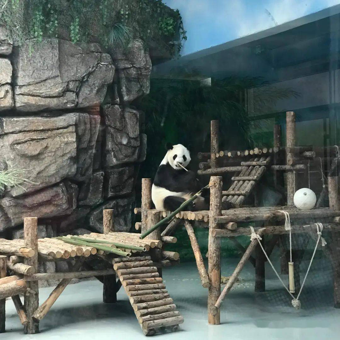 這週末去大青山野生動物園看猛獸呀