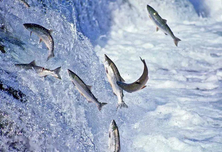 海洋与生活鱼跃龙门为了看到一个更大的世界