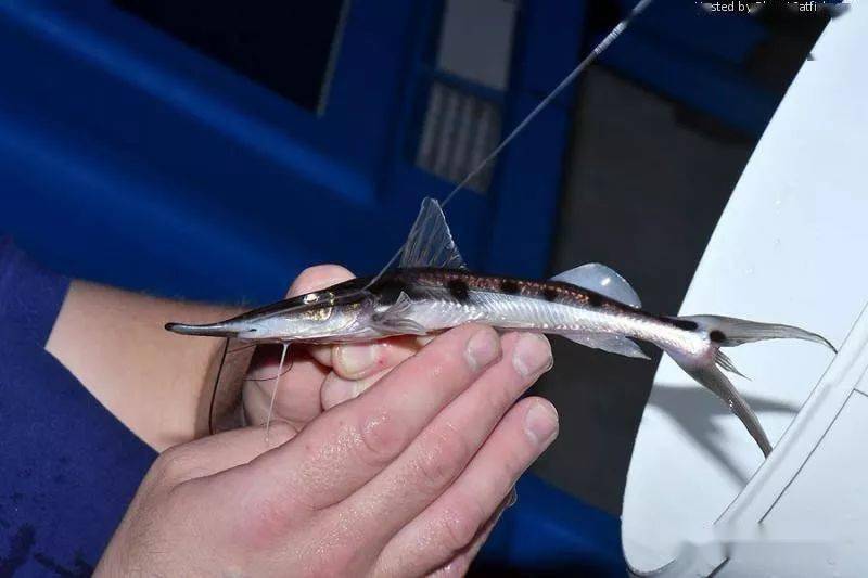 每天认识一种南美鱼59狐狸鸭嘴i型